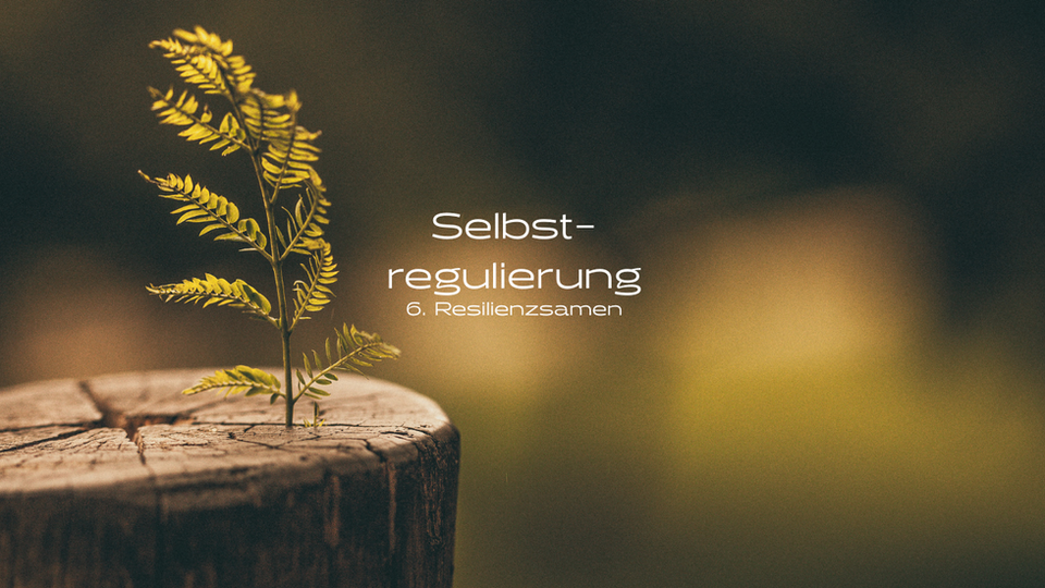 Akademie Waldgeist Resilienzsamen Selbstregulierung6